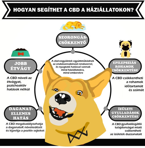 CBD hatásai a kisállatokra