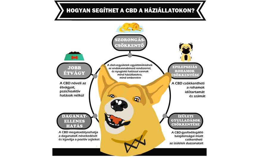 KUTYA BAJA LESZ TŐLE!